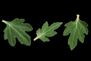 Purple chrysanthemum leaf on black