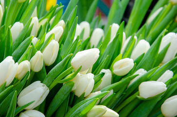 Obraz na płótnie Canvas White tulips for background or postcard. world women's day. natural color.