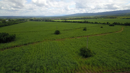 Fototapeta na wymiar sugarcane cultivation in northwestern Argentina
