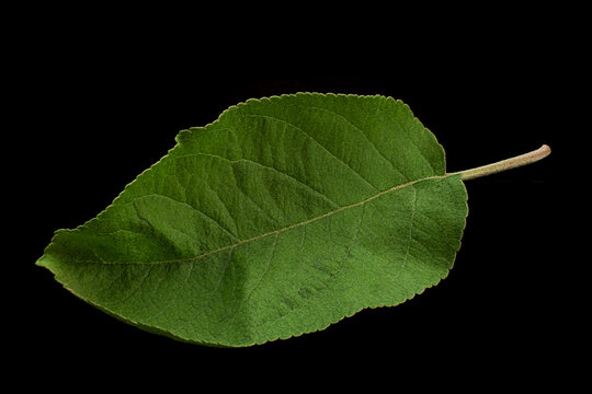 Apple tree young leaf closeup isolated on balck background