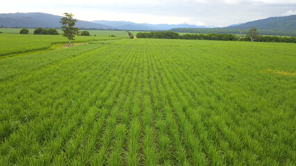 sugarcane cultivation in northwestern Argentina