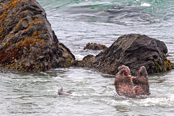 Elephant Seal Argument