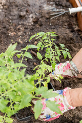 Close up of farmer's hand taking out tomato sprout from flower pot and transplanting in soil in greenhouse.The concept of agricultural development. Selective focus