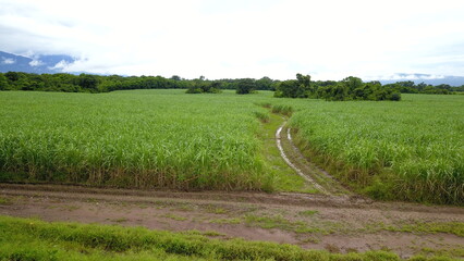 sugarcane cultivation in northwestern Argentina