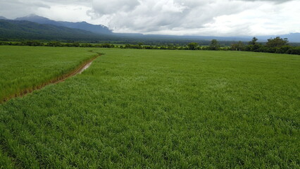 sugarcane cultivation in northwestern Argentina
