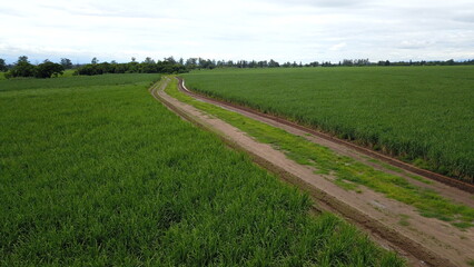 Obraz premium sugarcane cultivation in northwestern Argentina