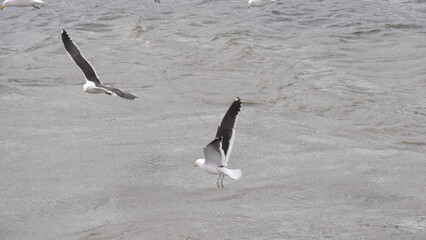 Naklejka premium seagull in flight
