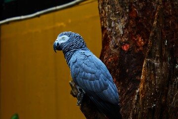 Grey parrot