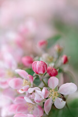Naklejka na ściany i meble blossom in spring, apple blossom