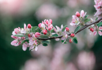 Fototapeta na wymiar blossom in spring, apple blossom