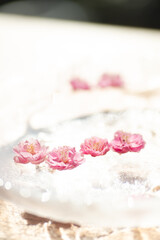 水に浮かぶ梅の花