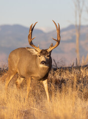 Buck Mule Deer in Colorado in Autumn