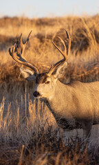 Fototapeta premium Buck Mule Deer in Colorado in Autumn