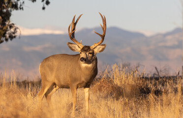 Naklejka na ściany i meble Buck Mule Deer in Colorado in Autumn