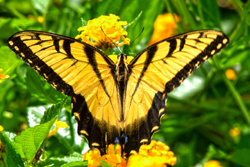 Western Tiger Swallowtail