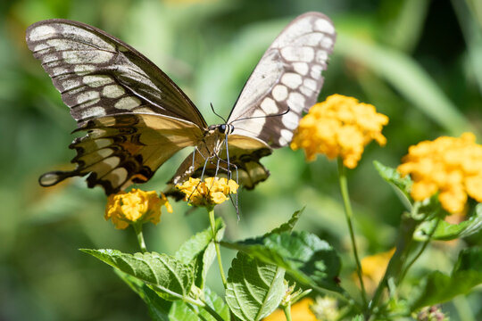 Giant Swallowtail