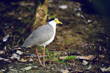 Masked Lapwing