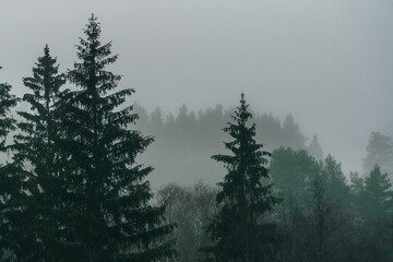 Fototapeta na wymiar Foggy morning among the forest, among the hills