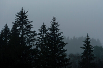 Foggy landscape in the forest among the mountains in hipster style