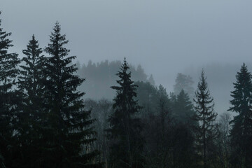 Foggy landscape in the forest among the mountains in hipster style