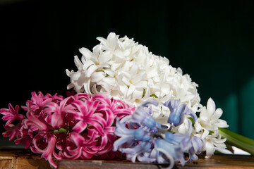 Close-up of a bouqet of flowers, hyacinth. Colored flowers.