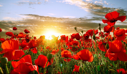 Field of red poppies at sunset with the last rays of the sun - obrazy, fototapety, plakaty