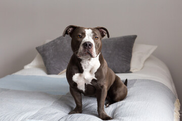 Selective focus horizontal view of dark grey and white Pit Bull Terrier sitting on bed looking up with a gentle expression