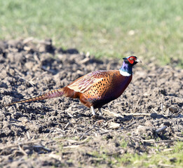 Pheasant in the field.