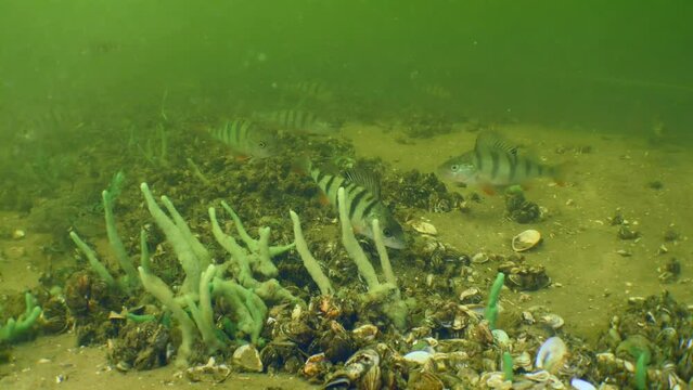 Alien species: Group Barsch or European perch (Perca fluviatilis) looking for food at the bottom of the river.
