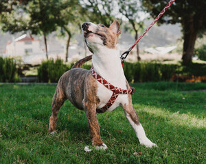 Miniature Bull Terrier untrained 