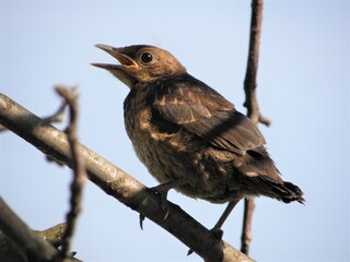 bird