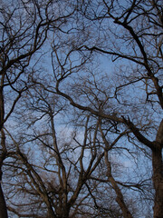 alberi e rami