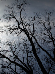 alberi e rami