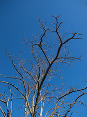 alberi e rami