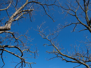 alberi e rami