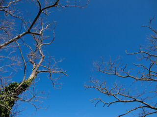 Obraz premium alberi e rami