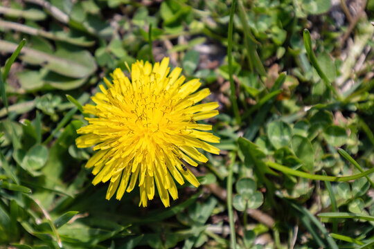 Yellow dandelion flower, Bitter chicory or radicheta, Taraxacum officinale, whose yellow flower is known as dandelion, is a plant of the Asteraceae family
