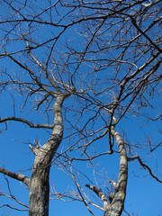alberi e rami
