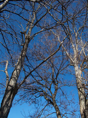 alberi e rami