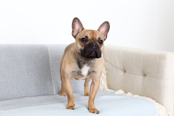 Selective focus horizontal view of tan French Bulldog standing on couch looking up with an expectant expression