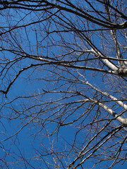 alberi e rami
