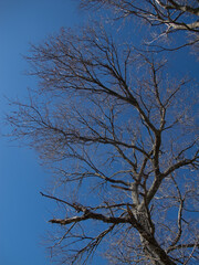 alberi e rami