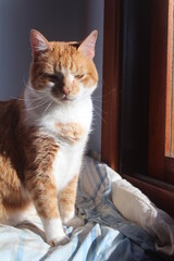 gato laranja e branco pegando sol 