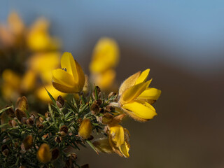 Fototapeta premium Closeup of Common Gorse (Ulex europaeus) flowers in winter