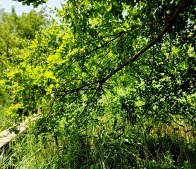 beautiful green leaves background