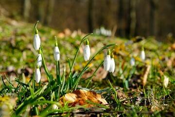 Group of white flowers of Galanthus nivalis (snowdrop) in park in early spring