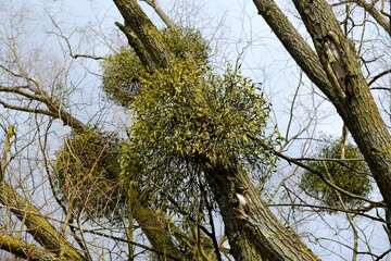 A sick withered tree attacked by mistletoe (viscum). They are woody, obligate hemiparasitic shrubs