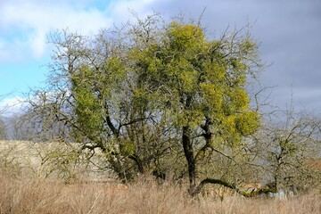 A sick withered tree attacked by mistletoe (viscum). They are woody, obligate hemiparasitic shrubs