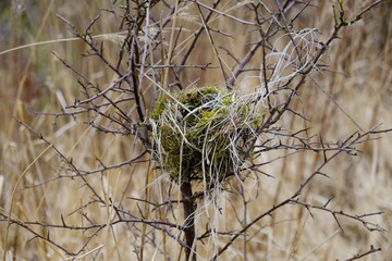 Empty bird nest in a blackthorn bush in early spring