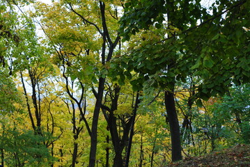 tree in the forest